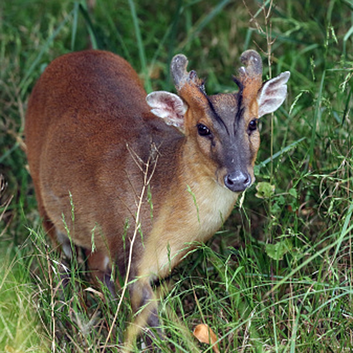 Rare giant barking deer