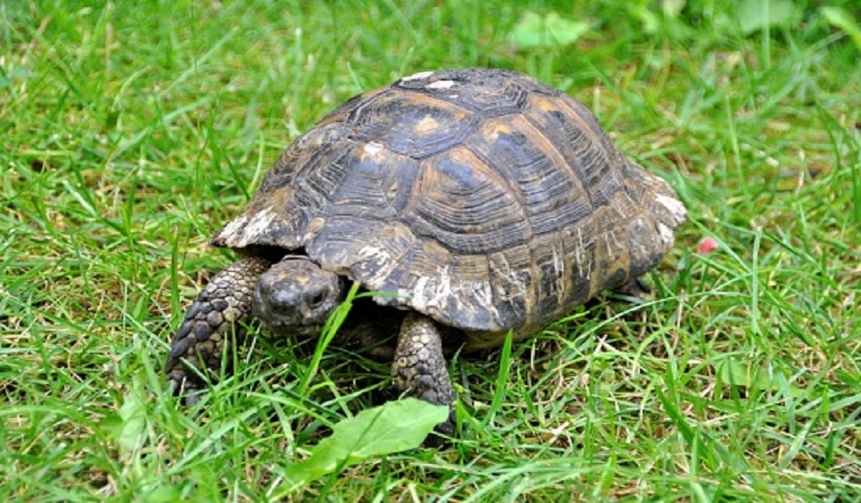 tortoise