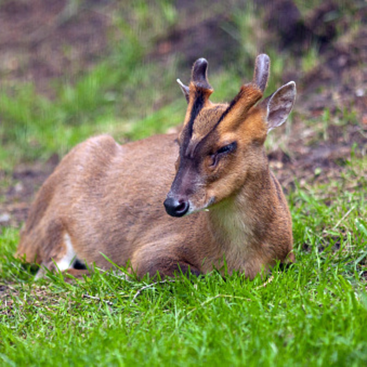 Rare giant barking deer