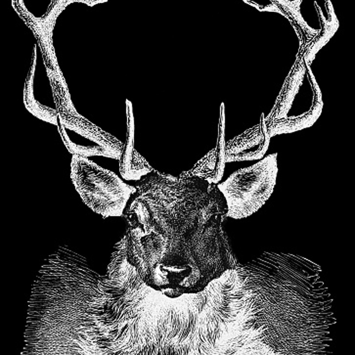 Rare giant barking deer