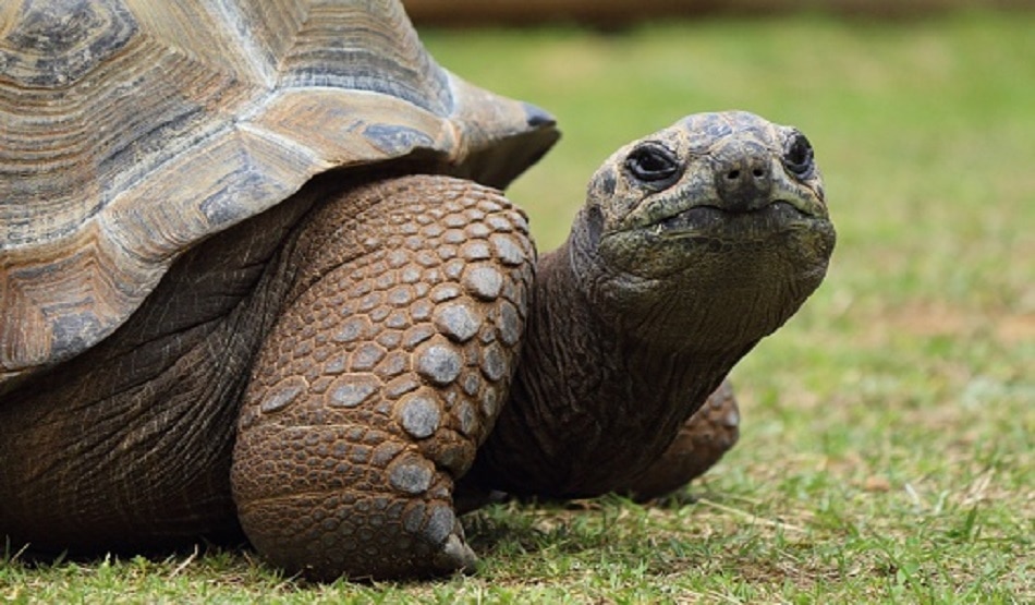tortoise