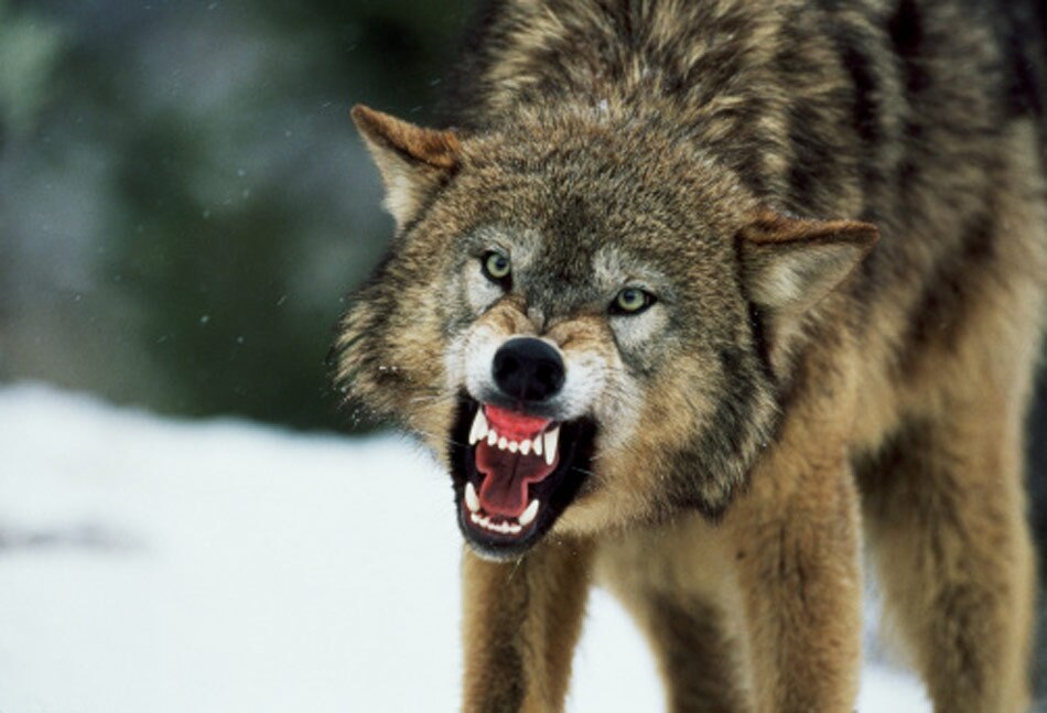 30 wolves chasing actors 