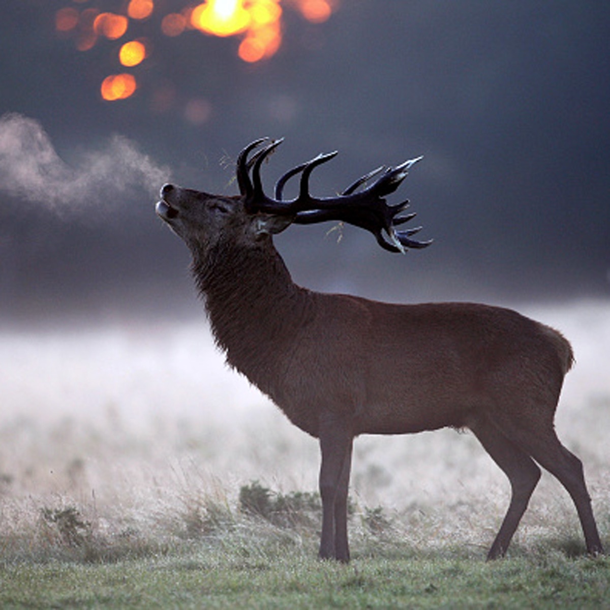 Rare giant barking deer