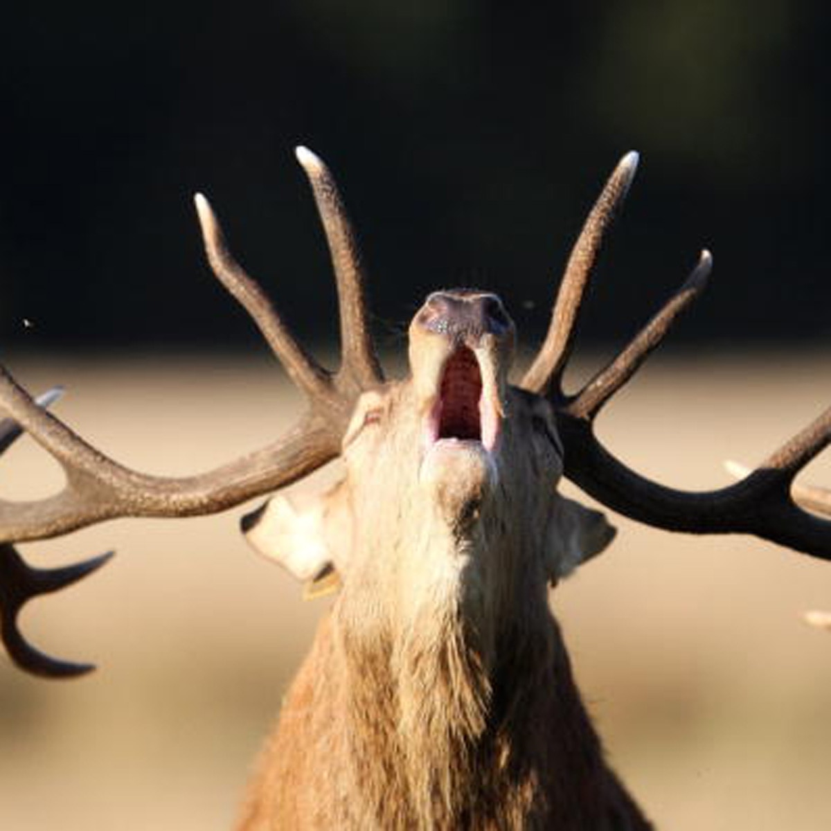 Rare giant barking deer