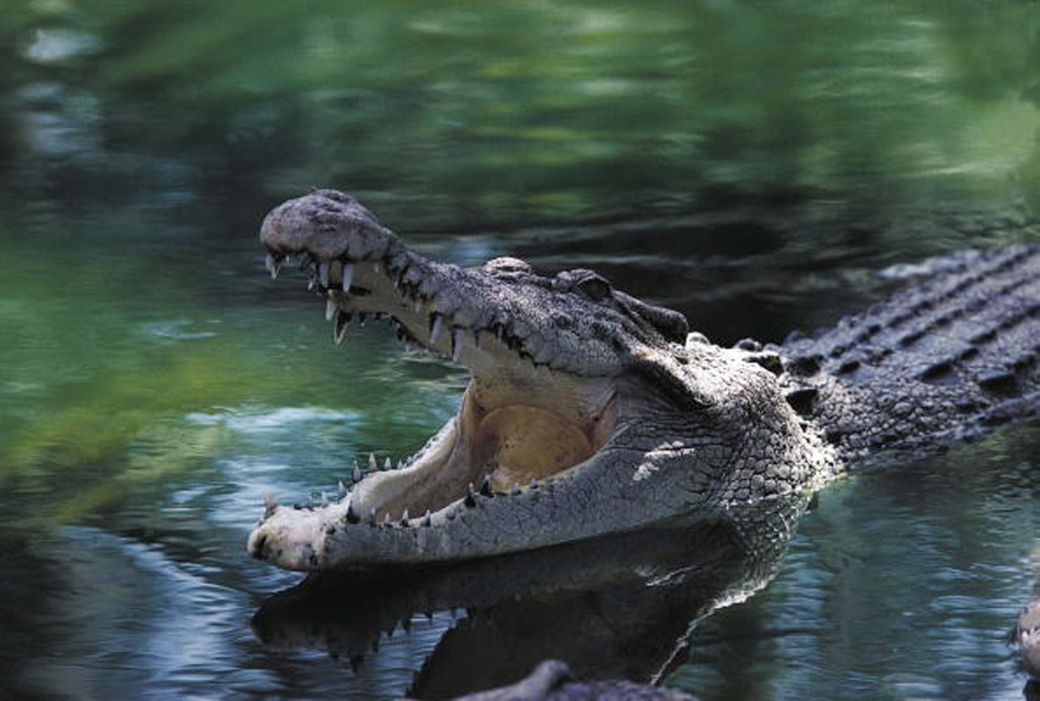 Woman fight with crocodile