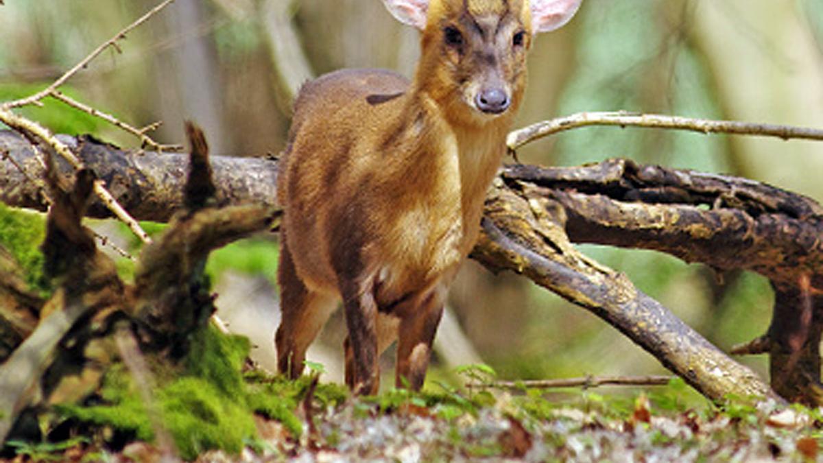 Rare giant barking deer