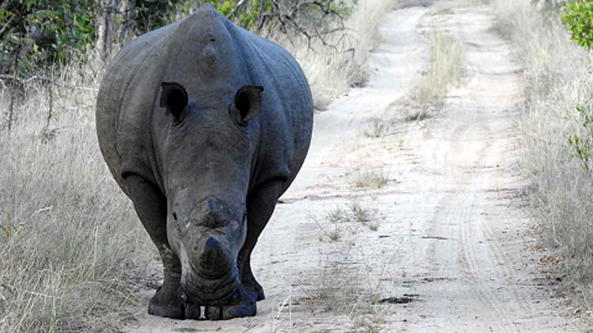 Giant Rhino in China