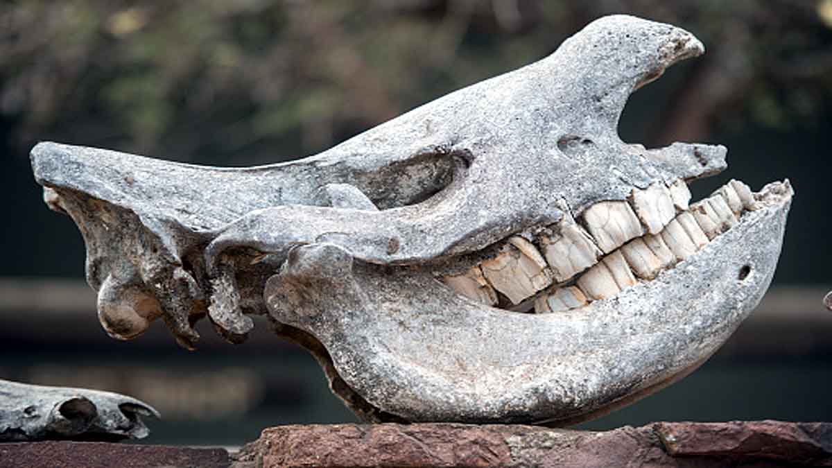 Giant Rhino in China