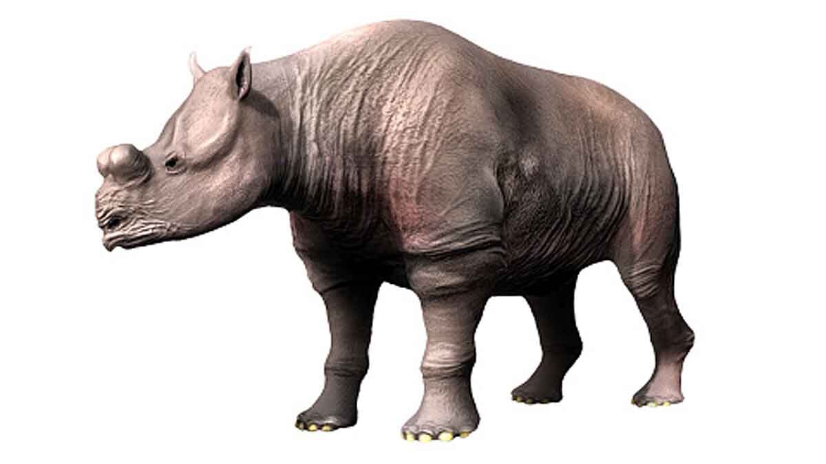 Giant Rhino in China