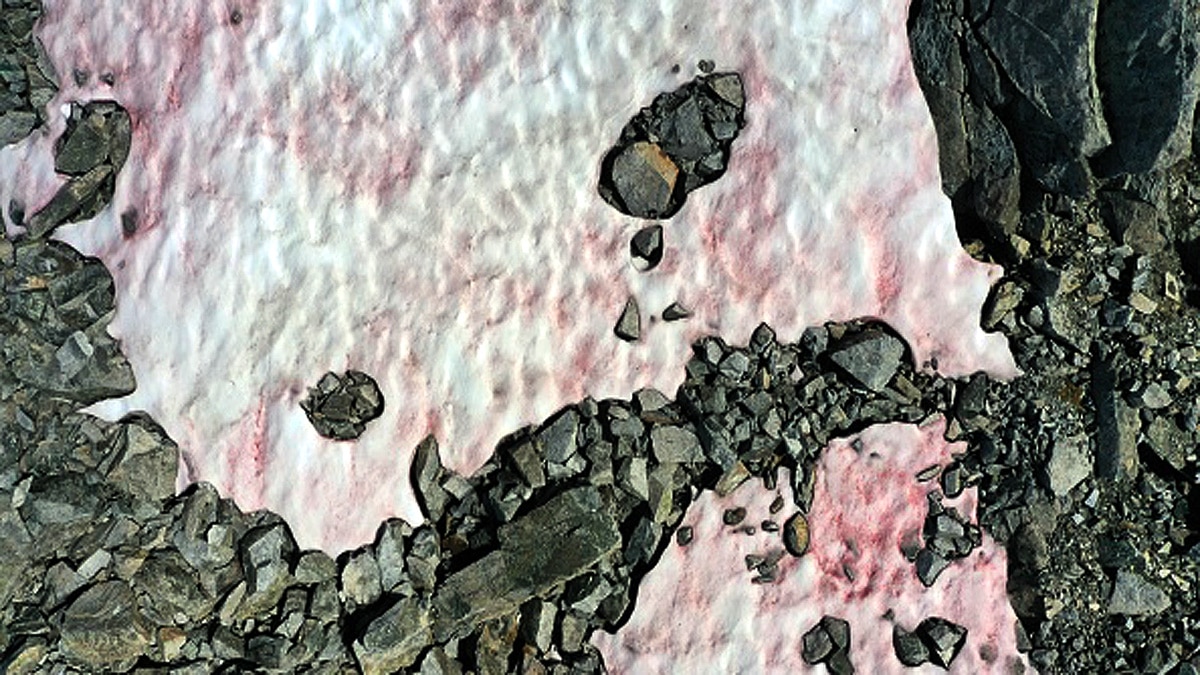 Glacier Blood Climate Change
