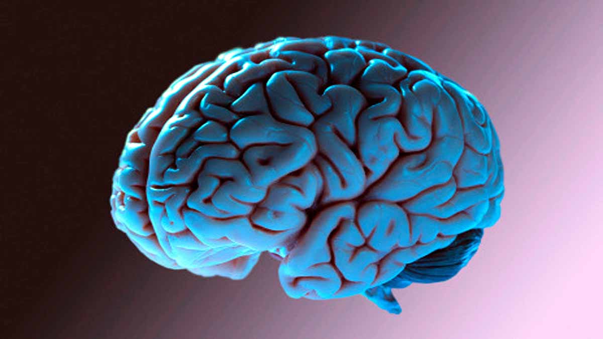 Google Mapped Human Brain