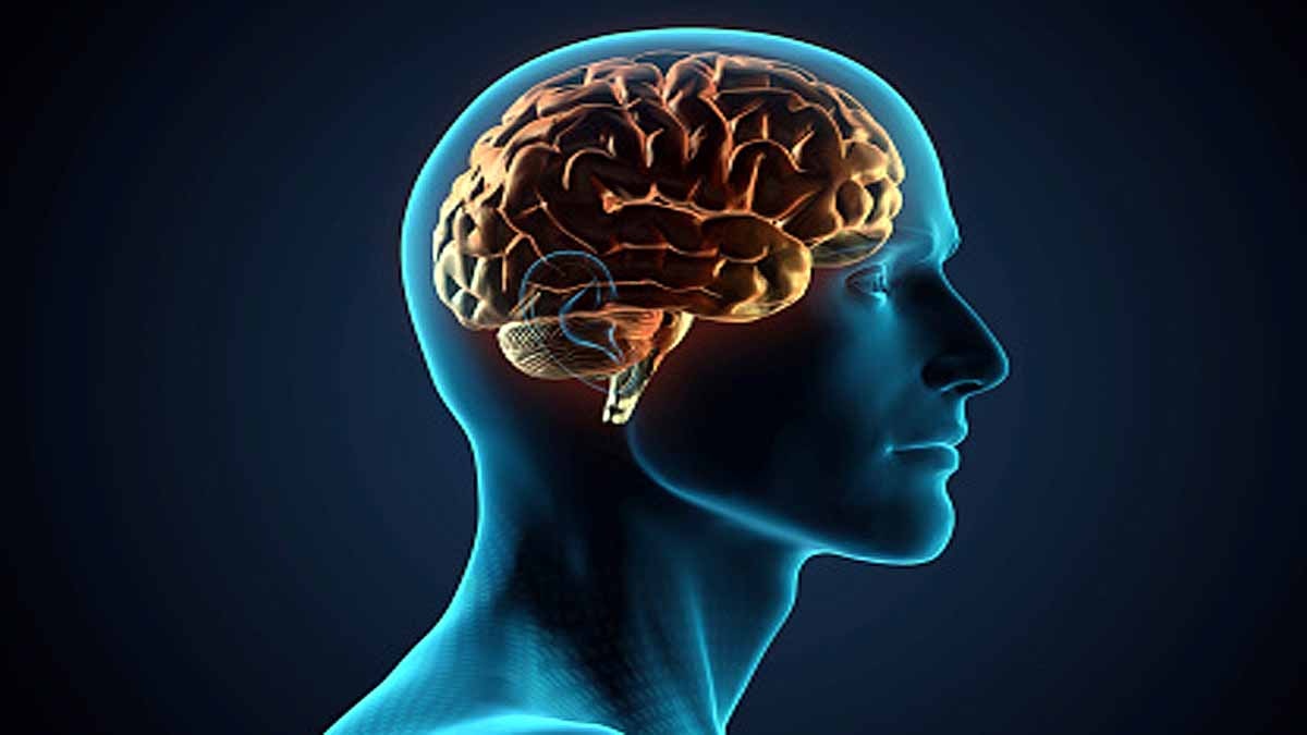 Google Mapped Human Brain