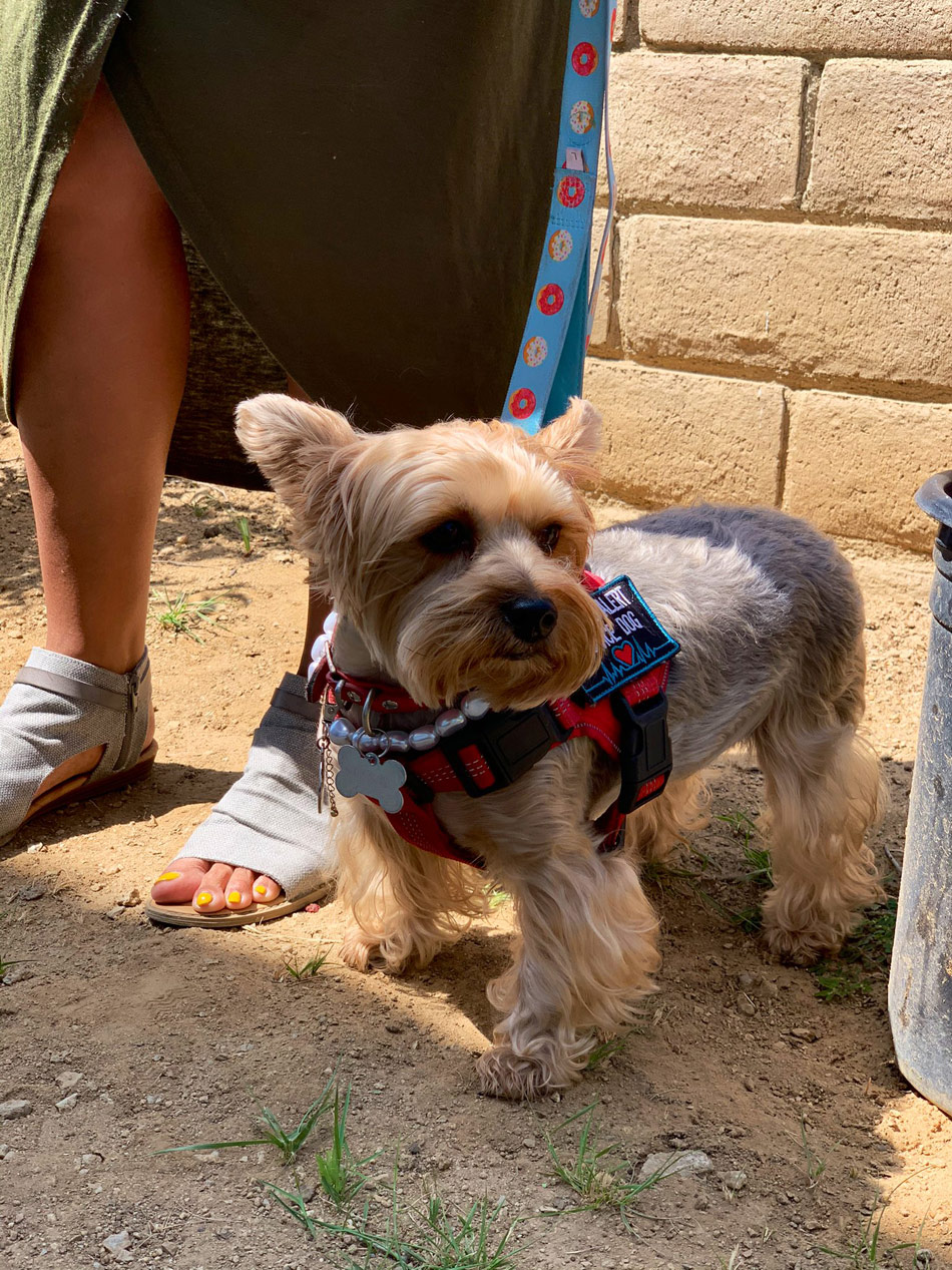 girl fights with bear