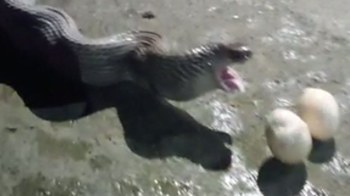 कोबरा सांप ने निगले मुर्गी के 10 अंडे 