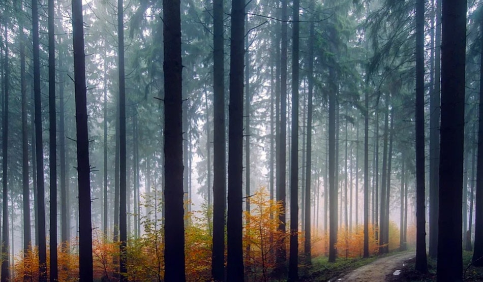 वृक्ष छाया वेध