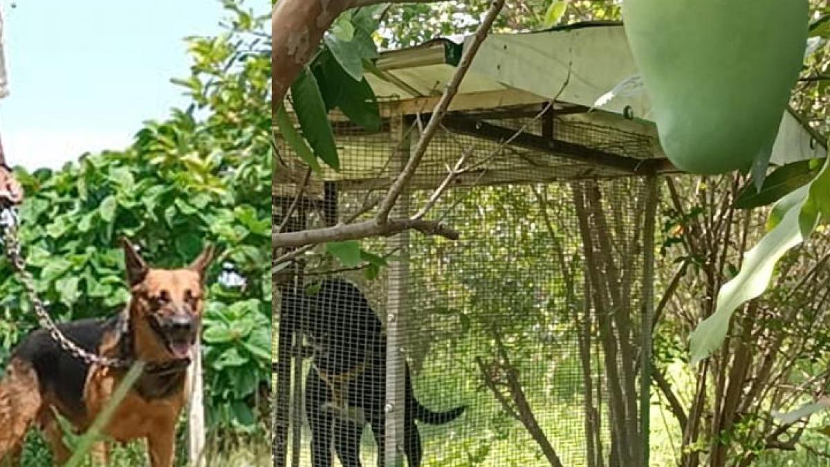 3 Guards, 9 Dogs to protect world's costliest mango 