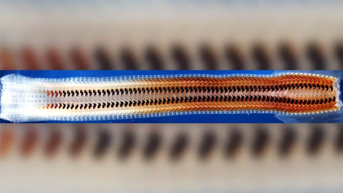 Wandering Meatloaf Iron teeth