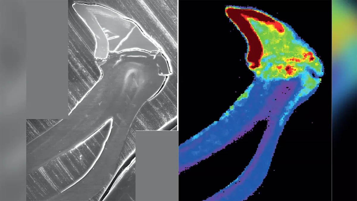Wandering Meatloaf Iron teeth