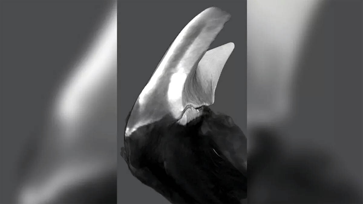 Wandering Meatloaf Iron teeth