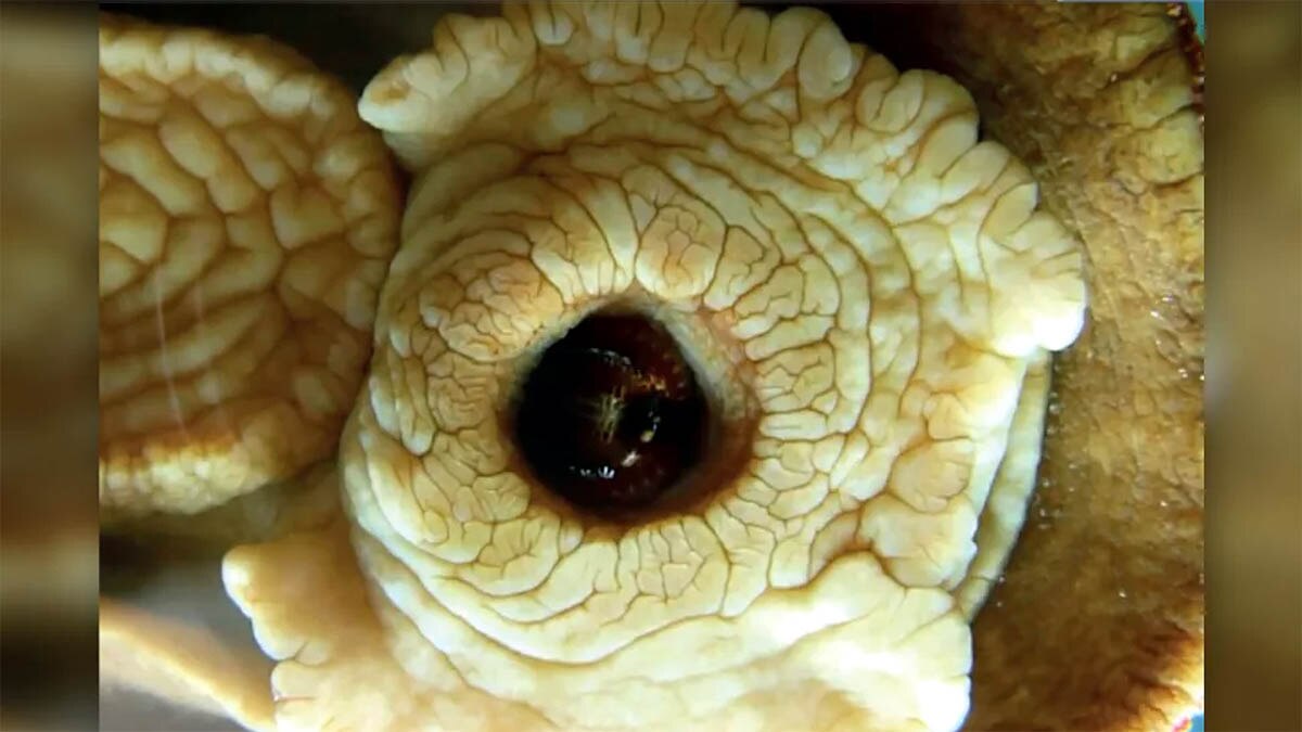 Wandering Meatloaf Iron teeth