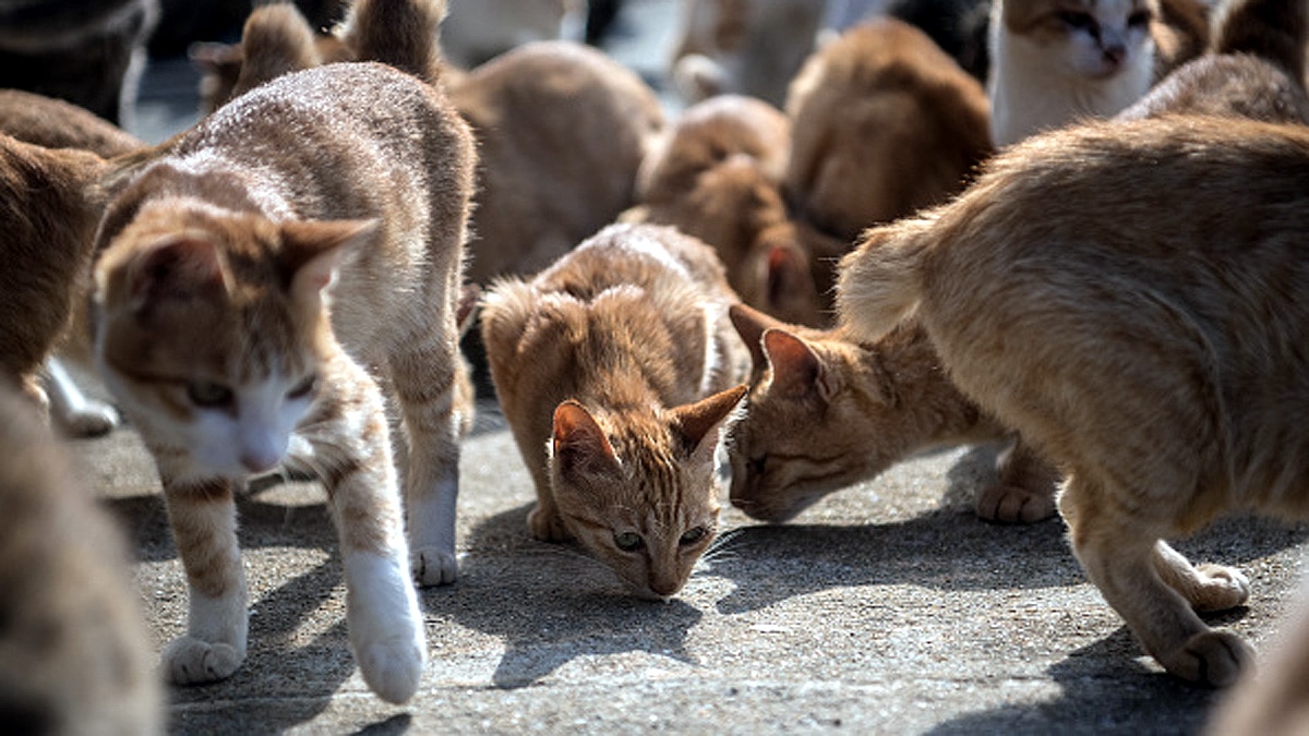 Island of Cats Brazil