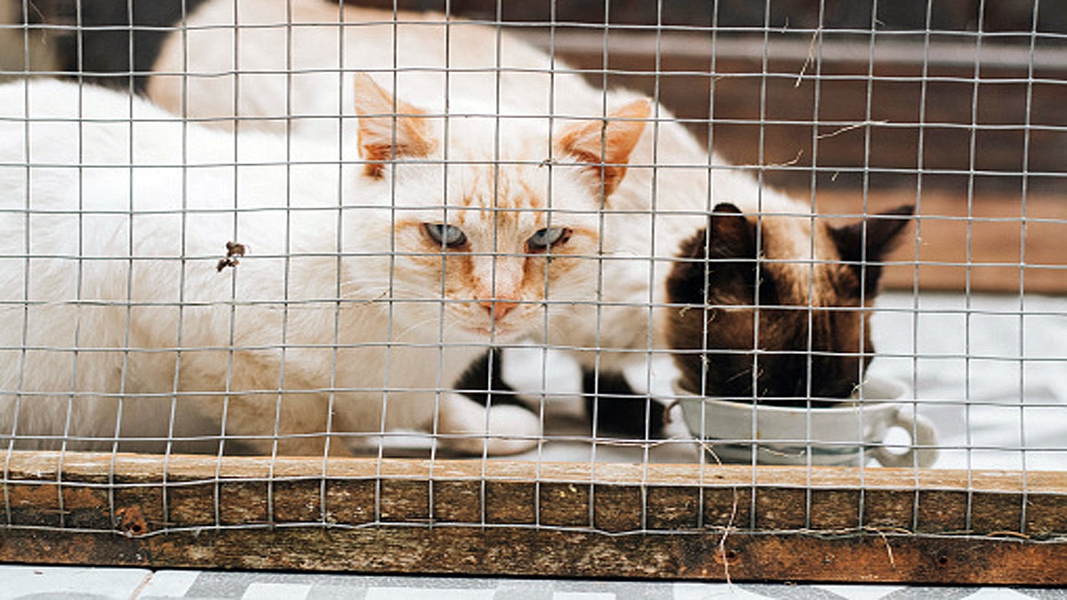 Island of Cats Brazil