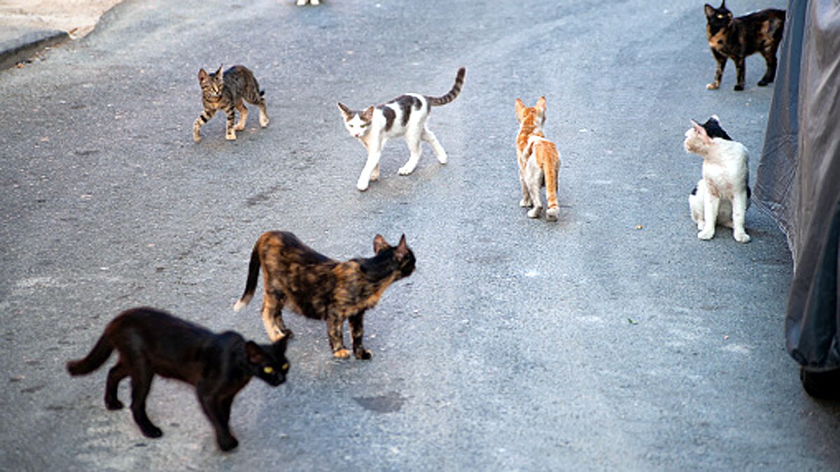 Island of Cats Brazil