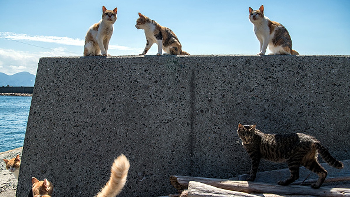 Island of Cats Brazil