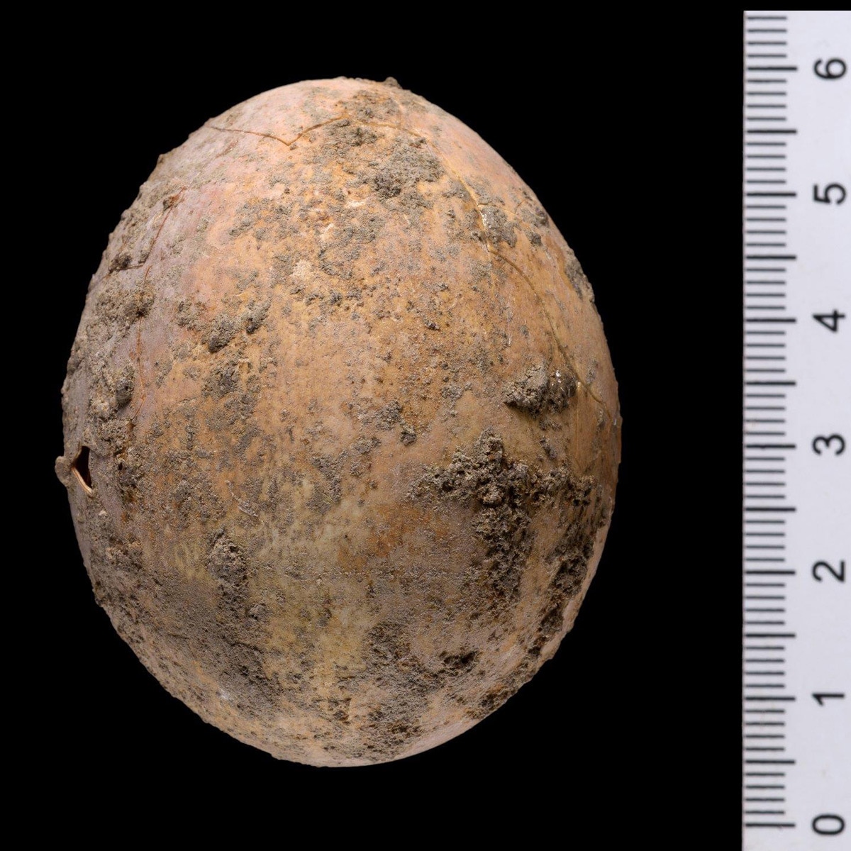 1000 year old chicken egg 