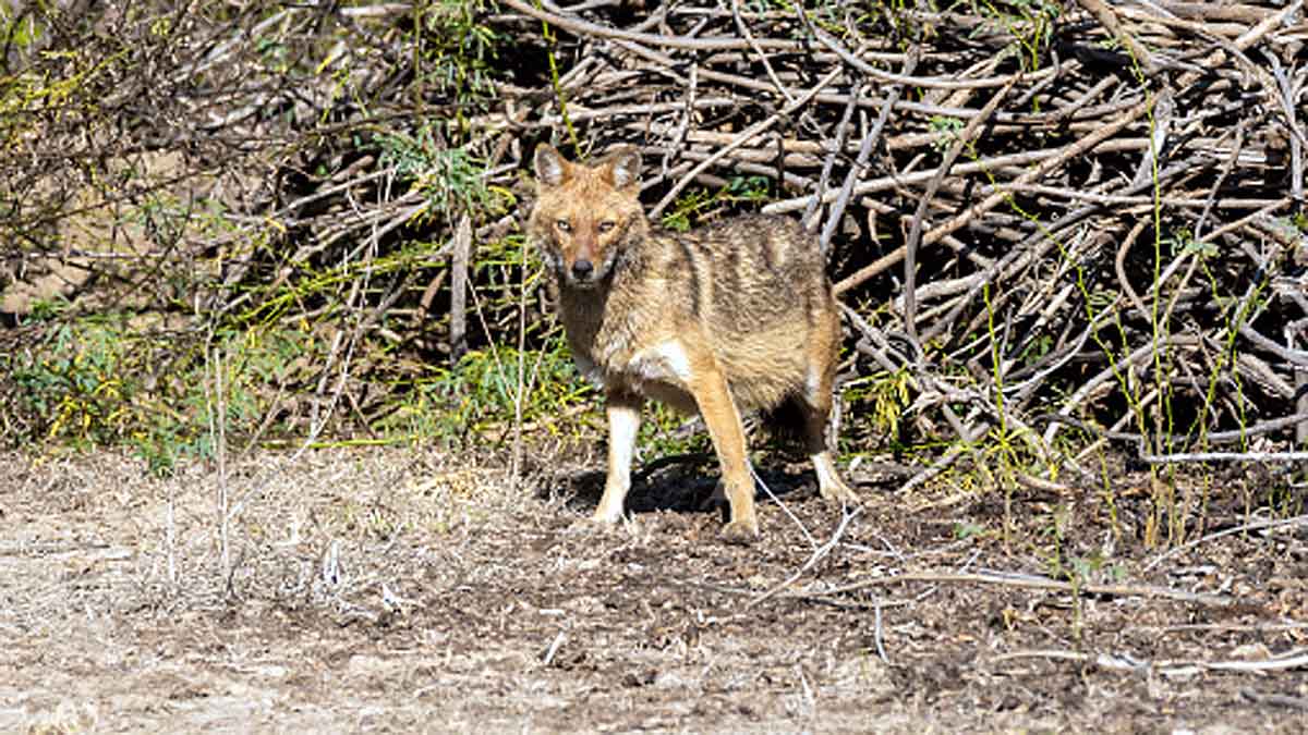 khichdi-eating jackal