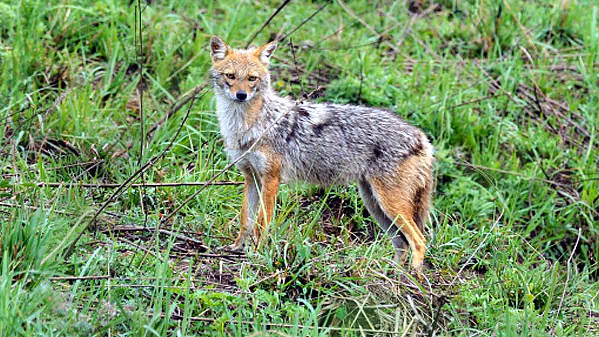 khichdi-eating jackal