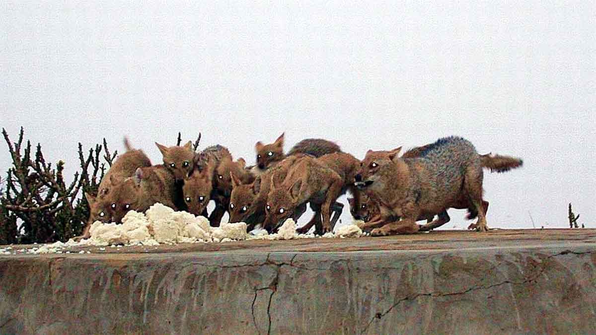 khichdi-eating jackal