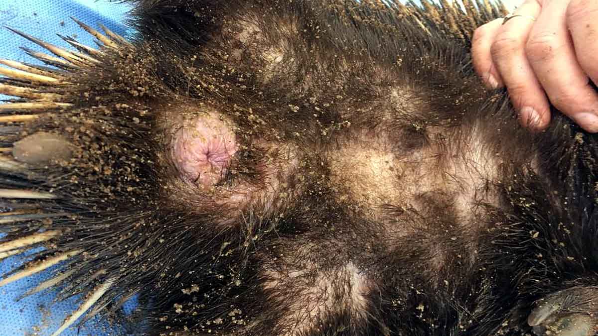 Echidna 4 headed penis