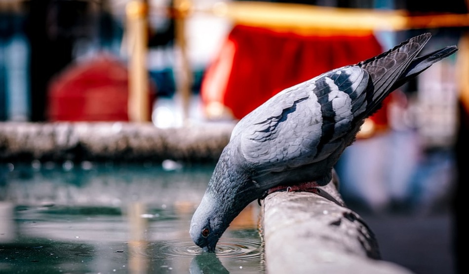 कबूतर का घोंसला