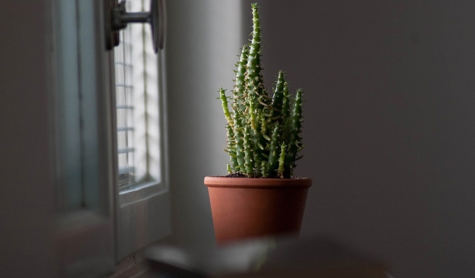 घर में कांटेदार पौधे ना लगाएं