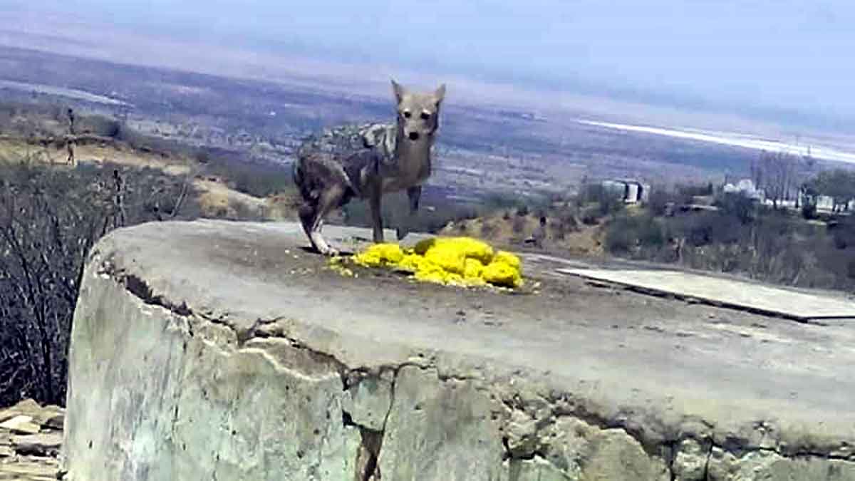 khichdi-eating jackal