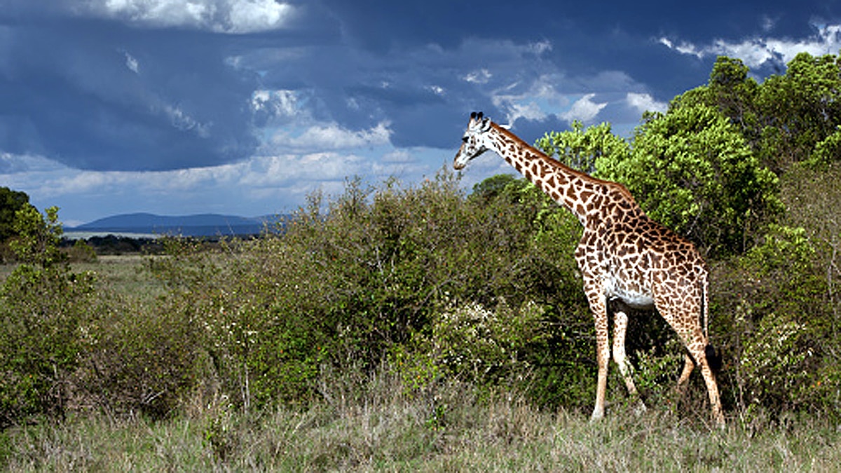 Giraffe Height Lightning