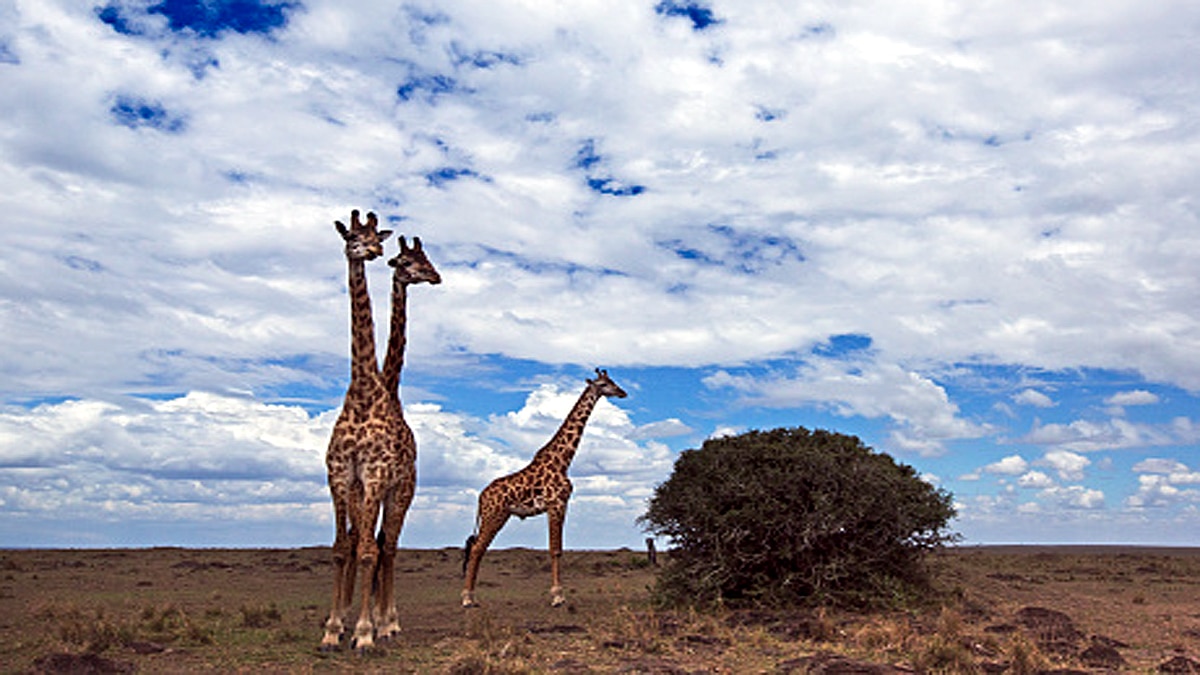 Giraffe Height Lightning