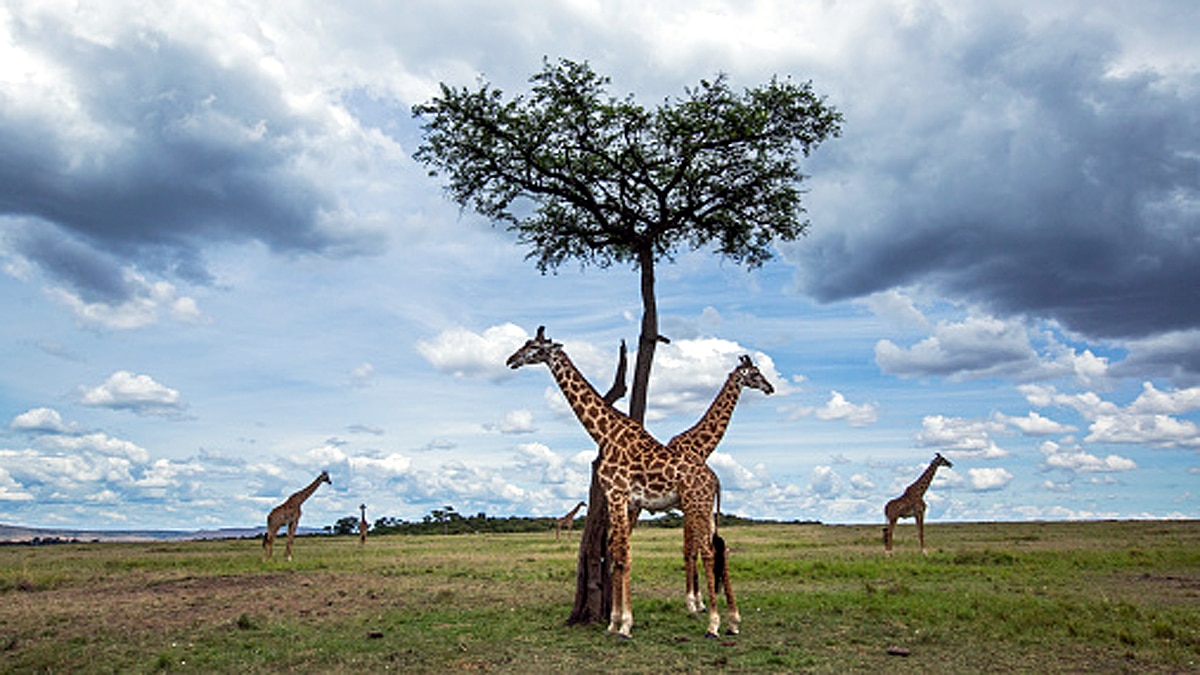 Giraffe Height Lightning