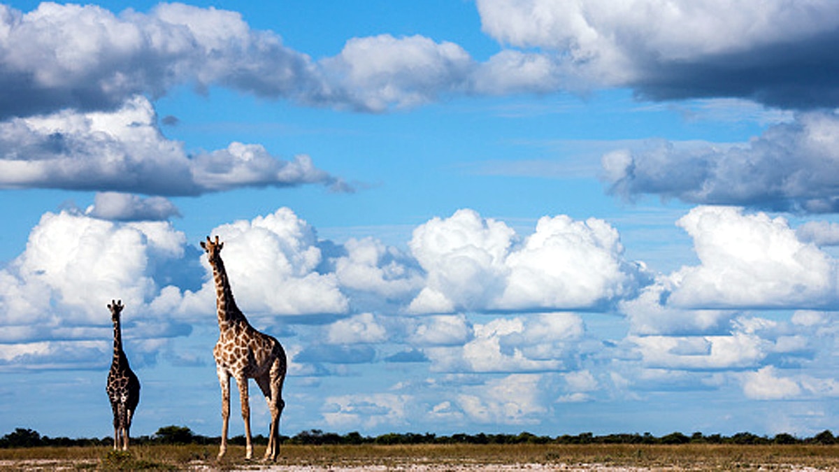 Giraffe Height Lightning