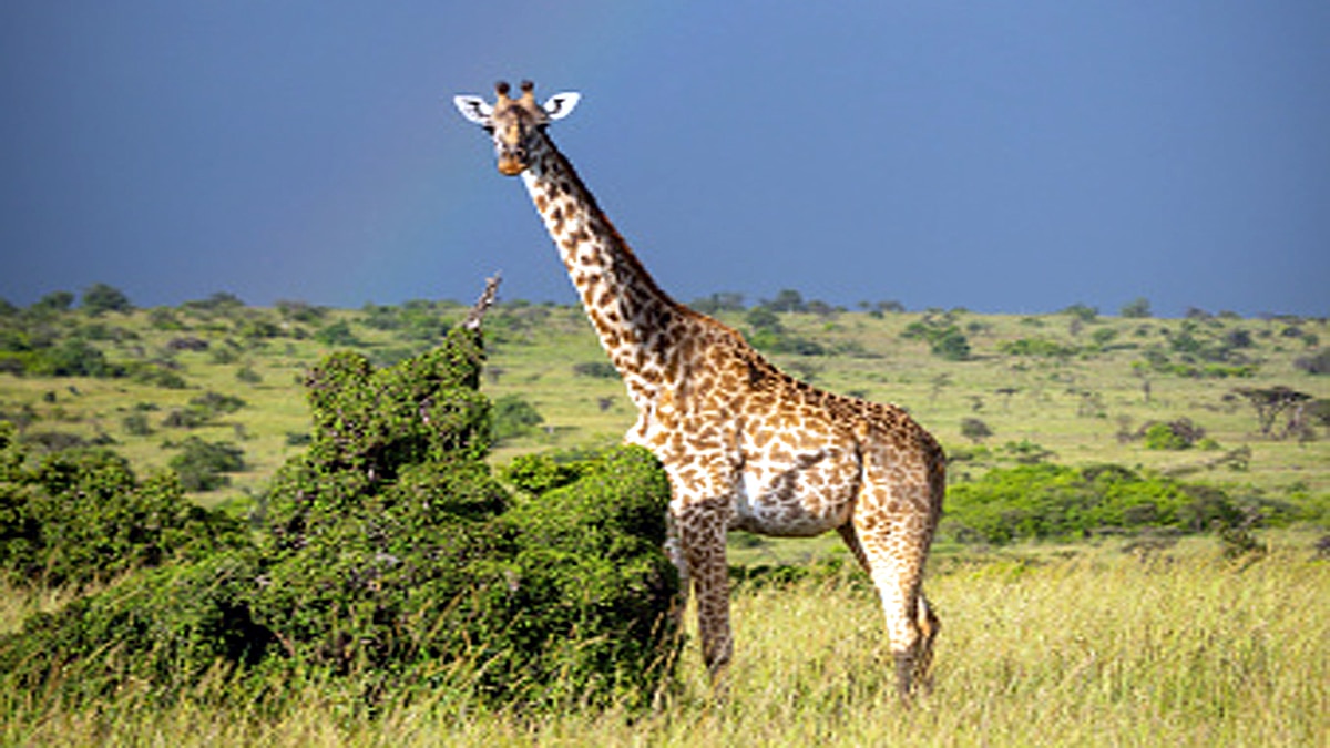 Giraffe Height Lightning