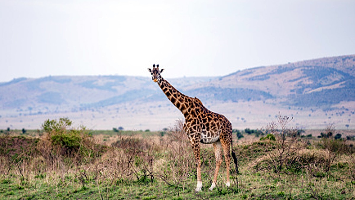 Giraffe Height Lightning