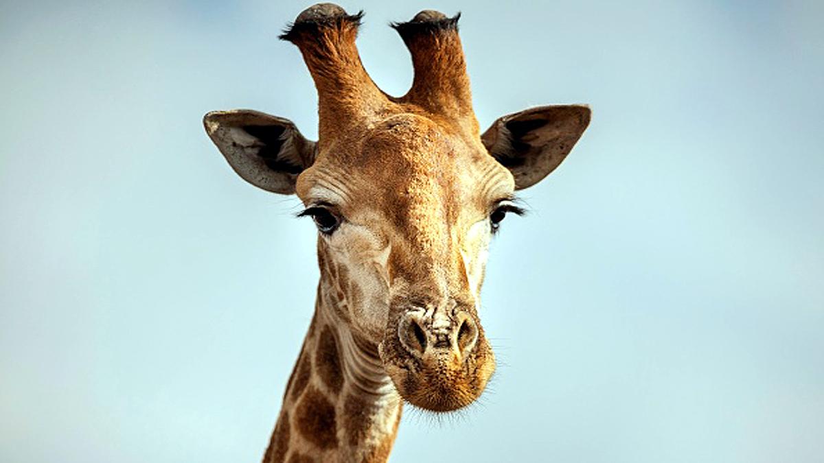 Giraffe Height Lightning