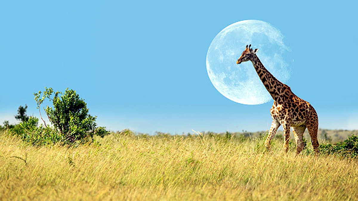 Giraffe Height Lightning