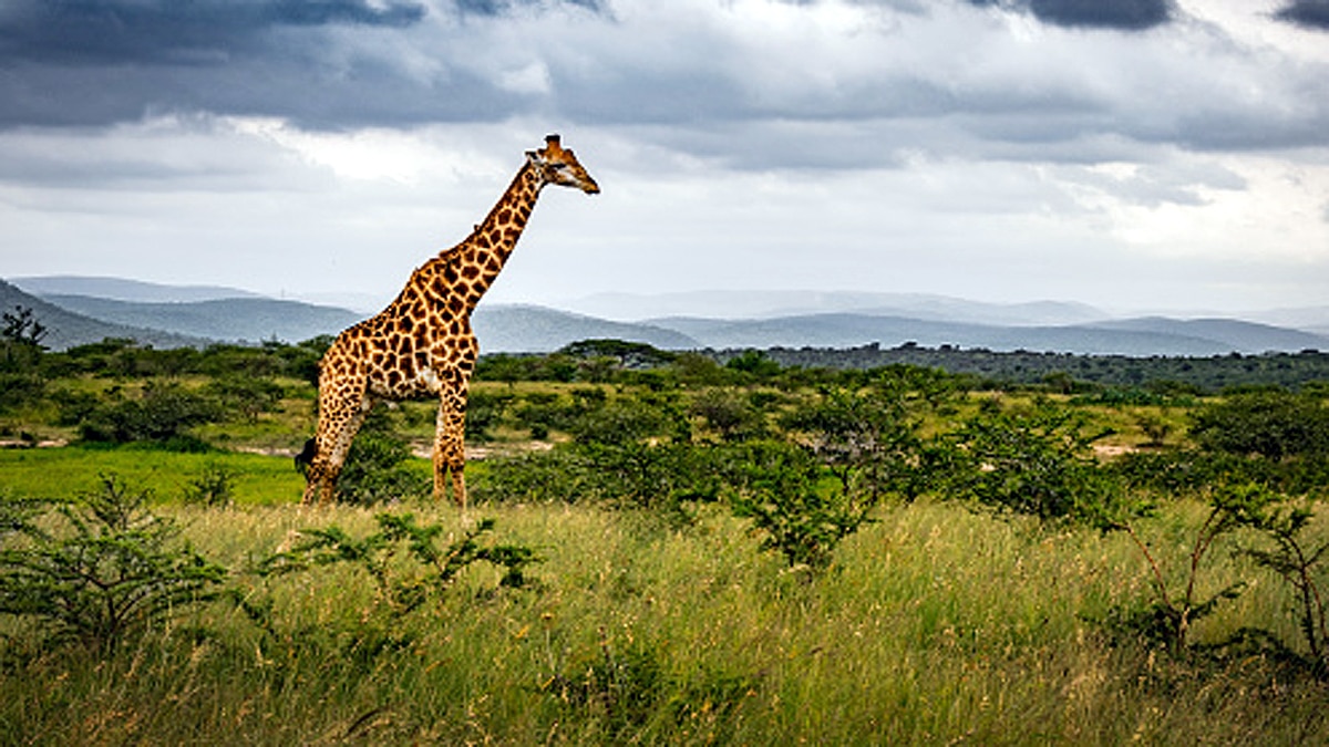 Giraffe Height Lightning
