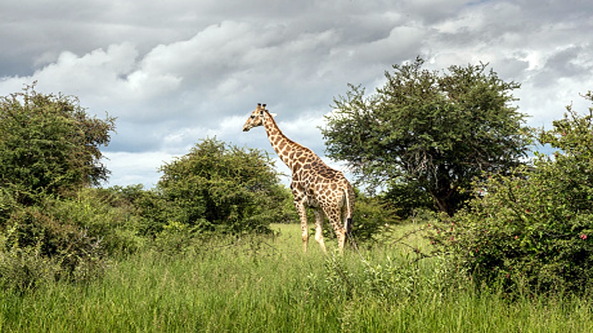 Giraffe Height Lightning