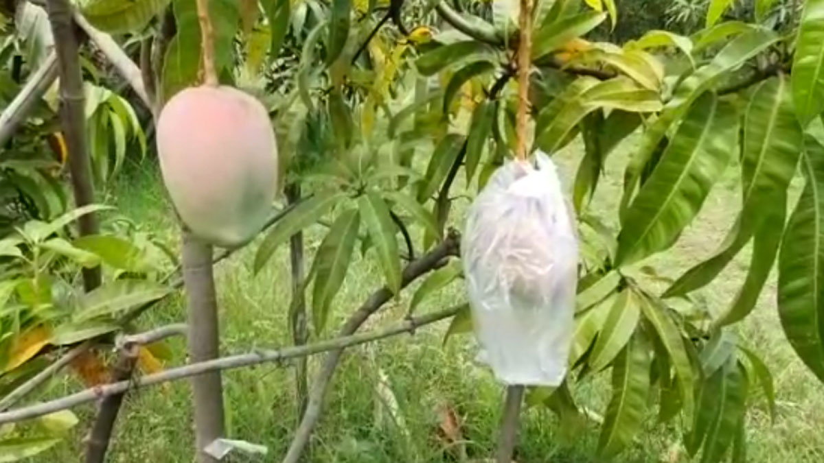 3 Guards, 9 Dogs to protect world's costliest mango 