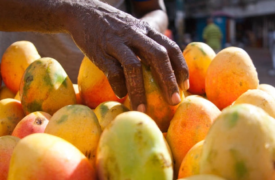 पाकिस्तान में खूब सुर्खियां बटोर रहीं आम की 3 नई किस्म