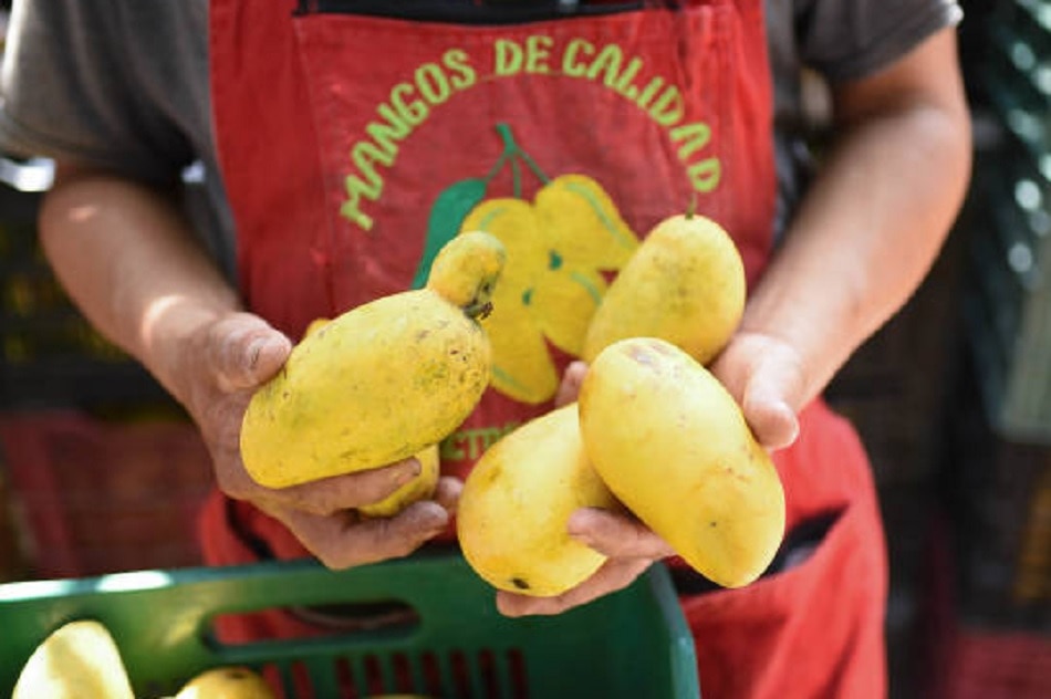 आम खाने के फायदे