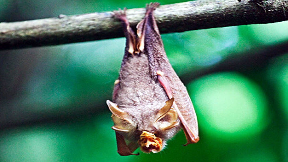 New Coronavirus Hot spots 